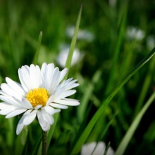 daisy, Meadow, grass