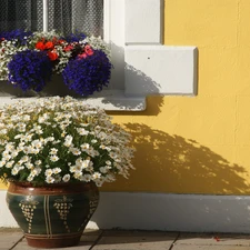 Window, lobelia, chamomile, pots