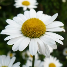 Daisy