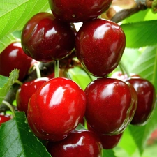 cherries