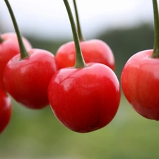 maturing, cherries