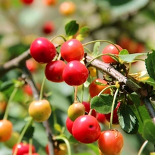 maturing, cherries