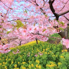 cherry, Japan, Blossoming