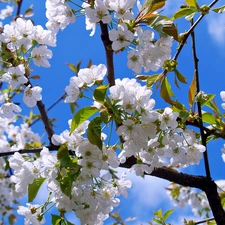 cherry, Spring, Blossoming