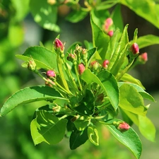 flourishing, fruit, cherry, trees