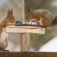 squirrels, chess