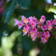 chestnut, Pink, Flowers