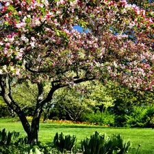 Spring, botanical garden, Chicago