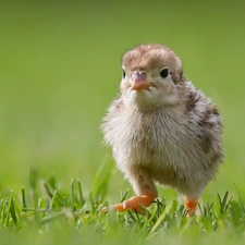 grass, Chicklets