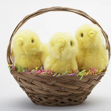 basket, Chicks