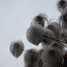 Chinese clematis