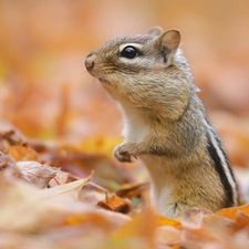 rodent, Autumn, Leaf, Chipmunk