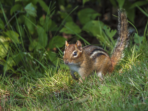 squirrel, grass, Plants, Chipmunk