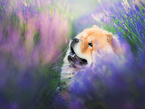 lavender, dog, Chow chow