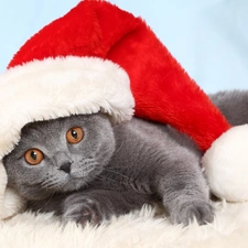 Hat, British Shorthair Cat, Christmas