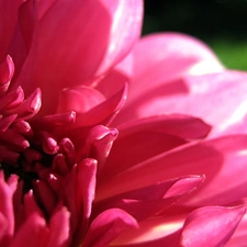 chrysanthemum, flakes, Flower