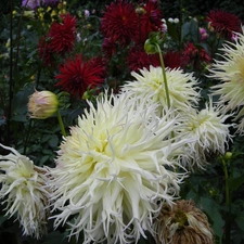 Flowers, Garden, chrysanthemum, summer