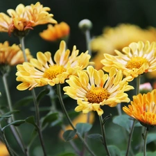 Chrysanthemums