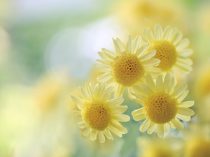Yellow, Chrysanthemums, Dendranthema lavandulifolium, Flowers