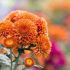 Orange, Chrysanthemums