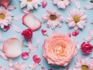 roses, flakes, Flowers, Chrysanthemums