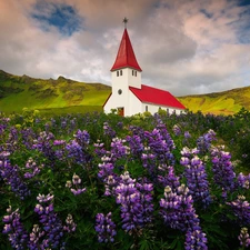 lupine, green ones, iceland, Mountains, Myrdalshreppur Municipality, Meadow, Church, Vík í Mýrdal Village