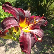 lily, Colourfull Flowers, claret
