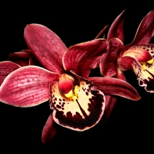 claret, orchid, multicolored