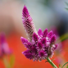 The herb, Colourfull Flowers, Celosia, claret