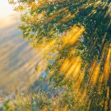 rays of the Sun, trees, The clear