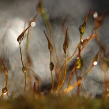 Close, Moss, blades