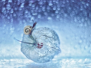 snail, Close, Bokeh, physalis bloated