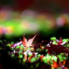 color, Moss, Close, Leaf