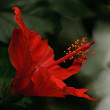 Red, hibiscus, Close, Colourfull Flowers