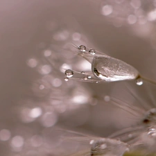 Common Dandelion, drops, Close, dandelion