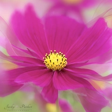 rods, Colourfull Flowers, blur, Cosmos, Pink, Yellow, Close