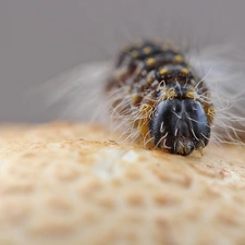 Close, caterpillar, Hairs