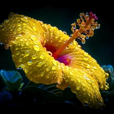 hibiskus, rain, Close, drops