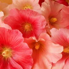 Hollyhocks, Close