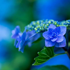 hydrangea, Close