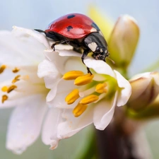 ladybird, Flowers, Close, White