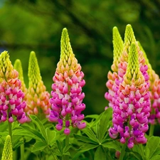 lupine, Close