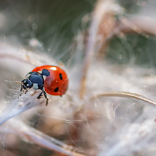 Close, ladybird, plant