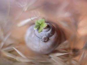 Close, Shells, Plants