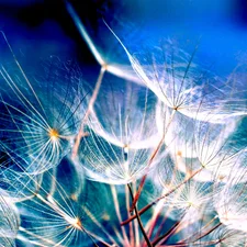 Close, dandelion, puffball