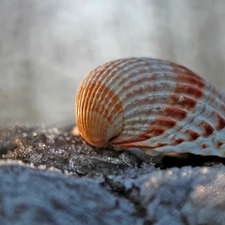 shell, Close