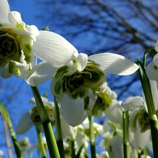 Close, snowdrops, Sky