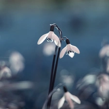 snowdrops, Close