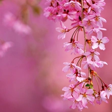 Close, Spring, branch, Flowers, cherry