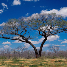 Africa, trees, clouds, savanna